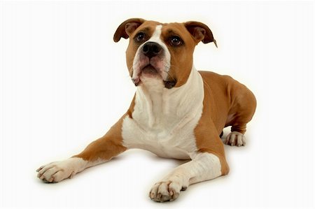 simsearch:400-03979341,k - Dog on white background. Stock Photo - Budget Royalty-Free & Subscription, Code: 400-04497469