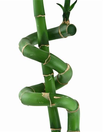 close-up of lucky bamboo against white background Stock Photo - Budget Royalty-Free & Subscription, Code: 400-04497639