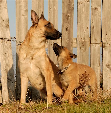 puppy and mother purebred belgian shepherd malinois Photographie de stock - Aubaine LD & Abonnement, Code: 400-04497647