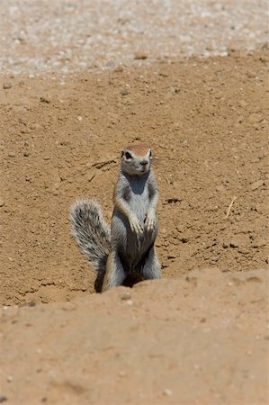 Ground squirrel scanning for danger by its burrow Stock Photo - Budget Royalty-Free & Subscription, Code: 400-04497697