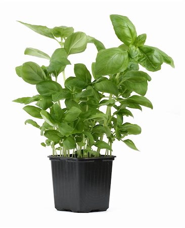 fresh basil in pot against white background, focus is set on the top leaves Stock Photo - Budget Royalty-Free & Subscription, Code: 400-04497819