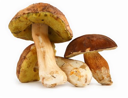 Three various boletus mushrooms on white background, minimal natural shadow underneath Stock Photo - Budget Royalty-Free & Subscription, Code: 400-04497835