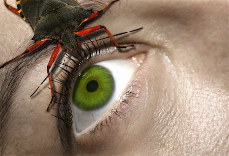 shocked face animal - eye to eye with a horrifying bug Stock Photo - Budget Royalty-Free & Subscription, Code: 400-04497940