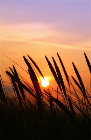 sunspot - close-up of rushes with multicolored summer sunset in background Stock Photo - Budget Royalty-Free & Subscription, Code: 400-04497998