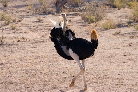 simsearch:400-06952425,k - Male ostrich displaying his feathers for a female Fotografie stock - Microstock e Abbonamento, Codice: 400-04498002