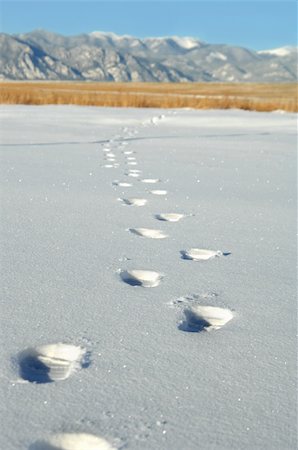 Footsteps lead you to explore the Colorado Rockies.  Snow covered ground with footprints in the snow a field of gold and snow capped mountains.  Blue skies. Foto de stock - Royalty-Free Super Valor e Assinatura, Número: 400-04498135