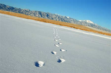 Footprints in a field of snow beckons viewer to follow to the far distant Colorado Rockies. Foto de stock - Royalty-Free Super Valor e Assinatura, Número: 400-04498441