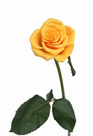 One yellow rose on a white background Stockbilder - Microstock & Abonnement, Bildnummer: 400-04498586
