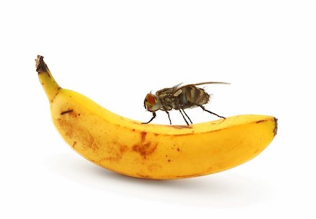 simsearch:400-04072806,k - bug sitting on banana Photographie de stock - Aubaine LD & Abonnement, Code: 400-04498603