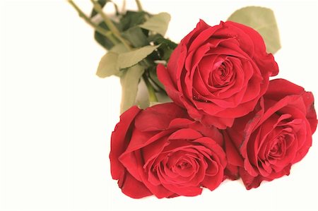 simsearch:400-03941928,k - Three beautiful red roses lay on a white background Photographie de stock - Aubaine LD & Abonnement, Code: 400-04498676