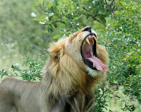 simsearch:400-06207209,k - African male lion yawning. Fotografie stock - Microstock e Abbonamento, Codice: 400-04498692
