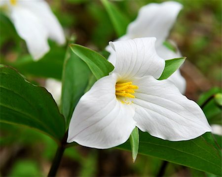 White Trillium blooming in woodlands Ontario provincial flower Photographie de stock - Aubaine LD & Abonnement, Code: 400-04499040