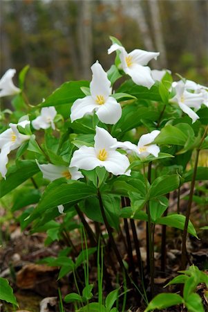 White Trillium blooming in woodlands, Ontario provincial flower Photographie de stock - Aubaine LD & Abonnement, Code: 400-04499041