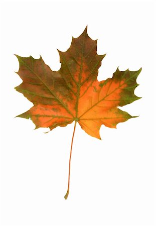 simsearch:400-04983103,k - mapple fall leaf isolated on pure white background Fotografie stock - Microstock e Abbonamento, Codice: 400-04499328