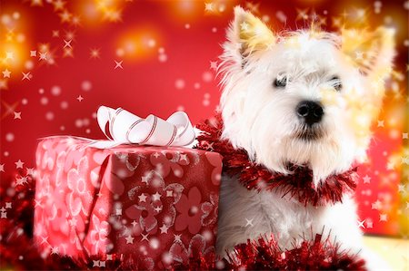 simsearch:400-06477682,k - Cute white puppy with present and snowflakes. Stock Photo - Budget Royalty-Free & Subscription, Code: 400-04499517