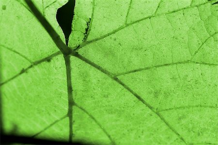 simsearch:400-04221461,k - Beautiful background leaves. Close-up photo. Great details. Stock Photo - Budget Royalty-Free & Subscription, Code: 400-04499519