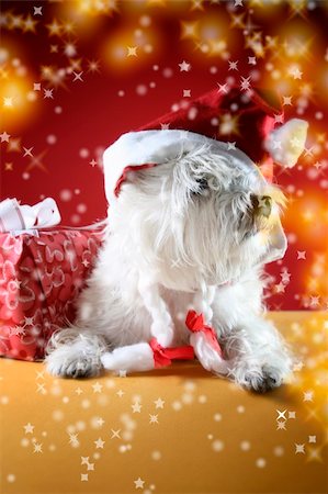 simsearch:400-06477682,k - Cute white puppy with present and snowflakes. Stock Photo - Budget Royalty-Free & Subscription, Code: 400-04499511