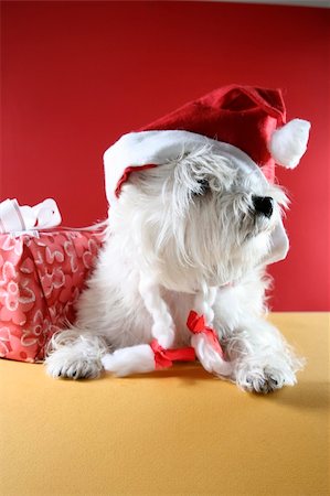 simsearch:400-06477682,k - Cute white puppy with present and snowflakes. Stock Photo - Budget Royalty-Free & Subscription, Code: 400-04499512