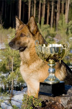 simsearch:400-04446495,k - Germany Sheep-dog with cup in winter forest Fotografie stock - Microstock e Abbonamento, Codice: 400-04499537