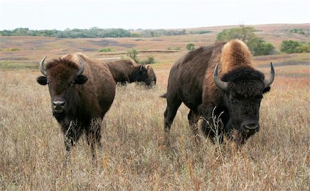 A pair of Buffalo moving on the Kansas plains. Stock Photo - Budget Royalty-Free & Subscription, Code: 400-04490036