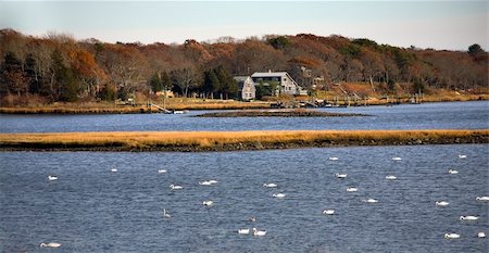 dartmouth - Snow Geese and Swans in Russells Mills River, Dartmouth, Massachusetts Photographie de stock - Aubaine LD & Abonnement, Code: 400-04490057
