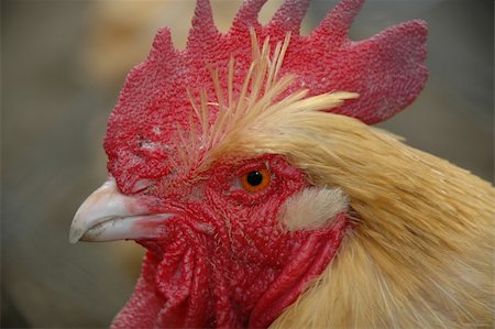 Close up of a rooster Photographie de stock - Aubaine LD & Abonnement, Code: 400-04490242