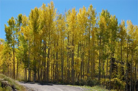 fall aspen leaves - Aspens in Fall Colors, Dallas Divide, Colorado Stock Photo - Budget Royalty-Free & Subscription, Code: 400-04490826