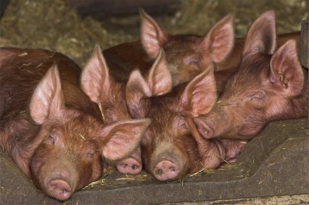 pictures pigs in sty - piglets sleeping together Stock Photo - Budget Royalty-Free & Subscription, Code: 400-04491165