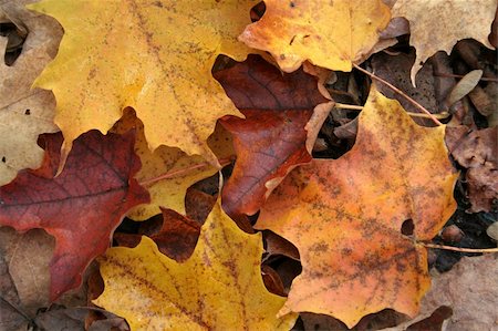 A closeup of some maple leaves on the forest floor. Fotografie stock - Microstock e Abbonamento, Codice: 400-04491623