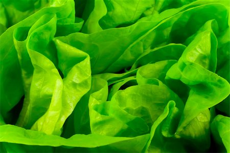 Green fresh lettuce leafs on the background Stock Photo - Budget Royalty-Free & Subscription, Code: 400-04491665