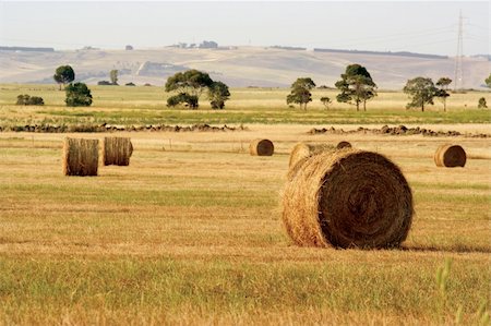 simsearch:400-04064843,k - Straw hay bales Fotografie stock - Microstock e Abbonamento, Codice: 400-04491792