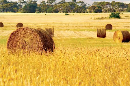 simsearch:400-04064843,k - Straw hay bales Fotografie stock - Microstock e Abbonamento, Codice: 400-04491793