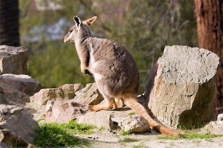 Rock wallaby looking around Stock Photo - Budget Royalty-Free & Subscription, Code: 400-04492129