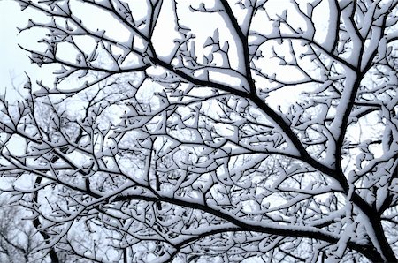 simsearch:400-03987371,k - Branch of a winter tree covered with snow Foto de stock - Super Valor sin royalties y Suscripción, Código: 400-04492834