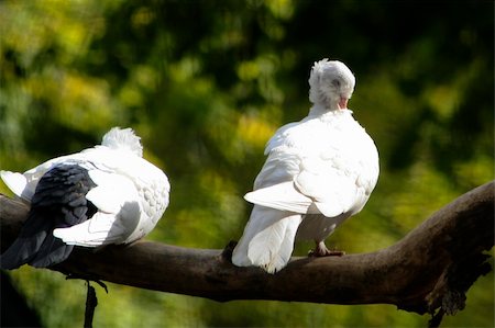 Two pigeons on the tree Photographie de stock - Aubaine LD & Abonnement, Code: 400-04492938