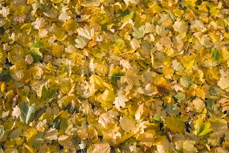 A background image of golden fall leaves covering the ground. Photographie de stock - Aubaine LD & Abonnement, Code: 400-04493037