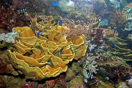 colorful coral in the deep sea Stock Photo - Budget Royalty-Free & Subscription, Code: 400-04493102