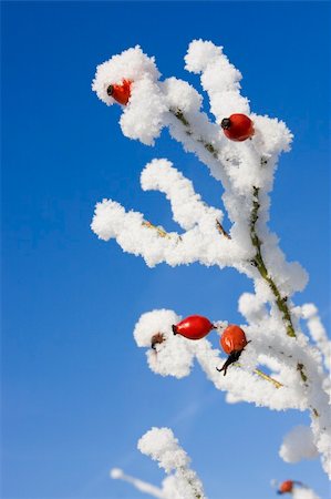 Red little berries under fresh snow. A scenic winter shot. Stock Photo - Budget Royalty-Free & Subscription, Code: 400-04493356