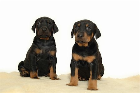 simsearch:400-07303856,k - Two sweet puppies posing on white background. Stock Photo - Budget Royalty-Free & Subscription, Code: 400-04493470