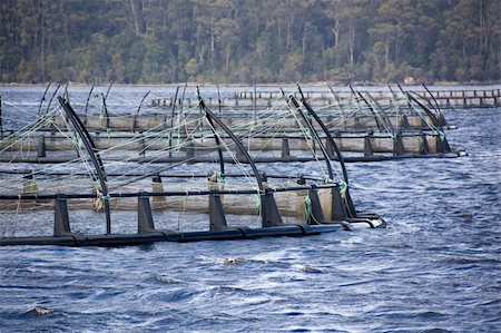 Floating nets of a salmon farm in a natural bay Photographie de stock - Aubaine LD & Abonnement, Code: 400-04493522