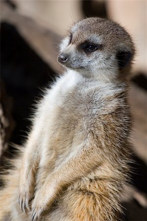 simsearch:400-04375895,k - A Meercat sitting and soaking up the morning rays Stock Photo - Budget Royalty-Free & Subscription, Code: 400-04493760