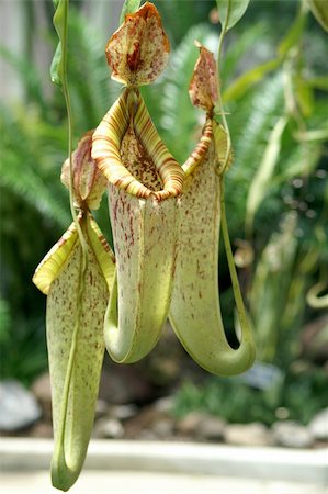 Carnivorous Pitcher Plant in New Zealand Stock Photo - Budget Royalty-Free & Subscription, Code: 400-04504028