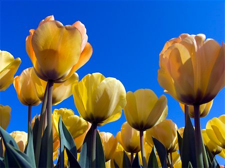 simsearch:400-04504130,k - Field with yellow tulips Stock Photo - Budget Royalty-Free & Subscription, Code: 400-04504130