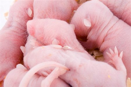 a nest full of small pink baby mice Foto de stock - Royalty-Free Super Valor e Assinatura, Número: 400-04504190