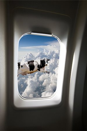 passenger inside airplane - A flying cow viewd out a plane window Stock Photo - Budget Royalty-Free & Subscription, Code: 400-04504365