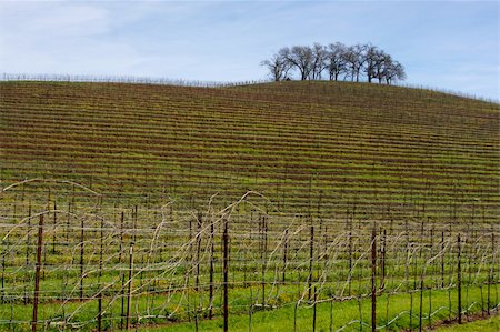 simsearch:689-03129183,k - Vineyard hillside and lone trees on an early spring day. Fotografie stock - Microstock e Abbonamento, Codice: 400-04504718