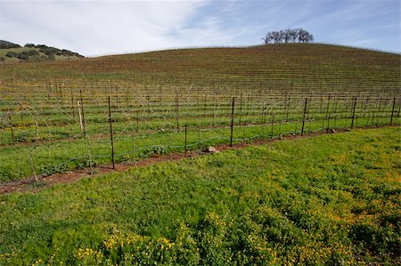 simsearch:689-03129183,k - Vineyard hillside and lone trees on an early spring day. Fotografie stock - Microstock e Abbonamento, Codice: 400-04504719