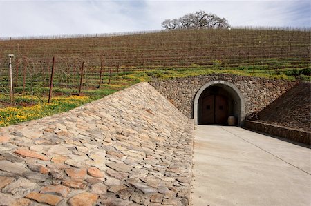 simsearch:689-03129183,k - Vineyard hillside, Cellar Entryway and lone trees on an early spring day. Fotografie stock - Microstock e Abbonamento, Codice: 400-04504720