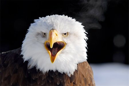 serre (oiseau) - Close-up picture of a Screaming American Bald Eagle Photographie de stock - Aubaine LD & Abonnement, Code: 400-04504840