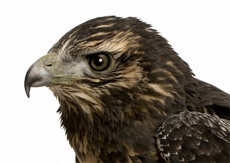 simsearch:400-04058197,k - Young Black-chested Buzzard-eagle () - Geranoaetus melanoleucus in front of a white background Foto de stock - Super Valor sin royalties y Suscripción, Código: 400-04505201